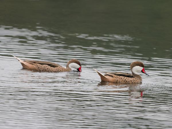 Bahamapijlstaart (Anas bahamensis)